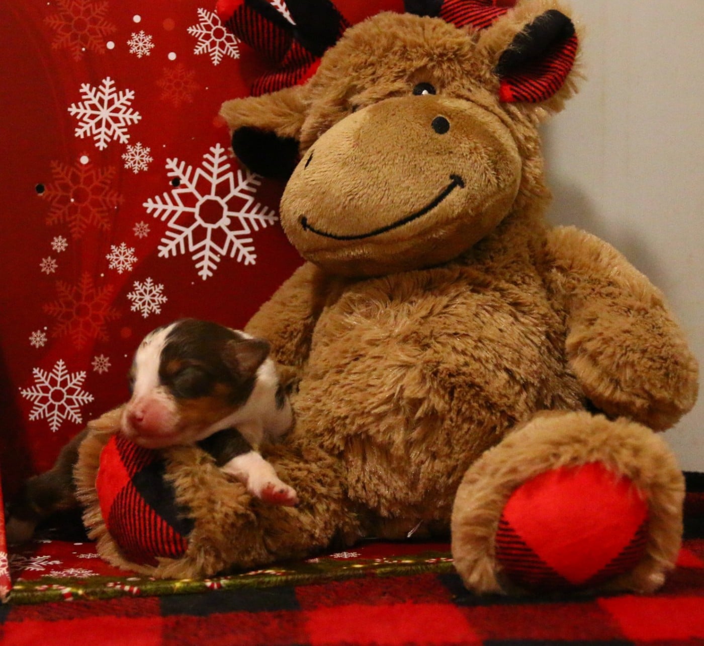 femelle rouge tricolore