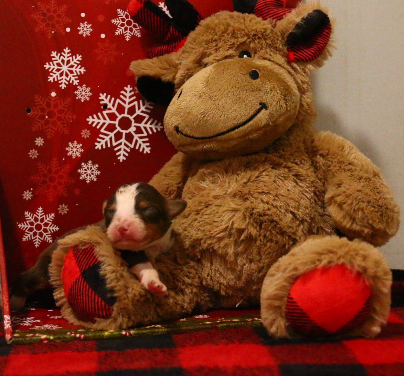 femelle rouge tricolore