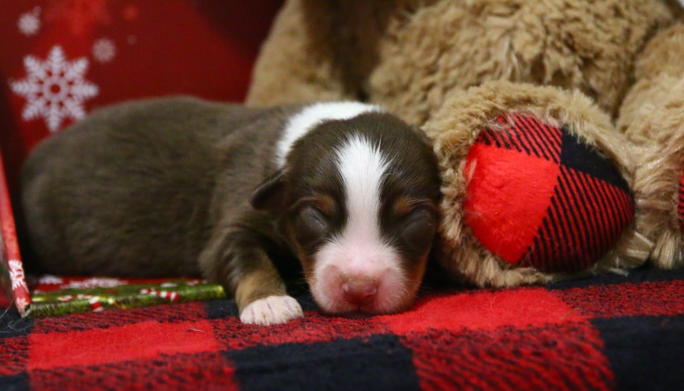 mâle rouge tricolore