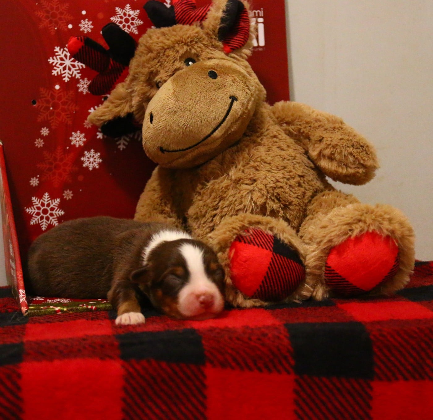 mâle rouge tricolore