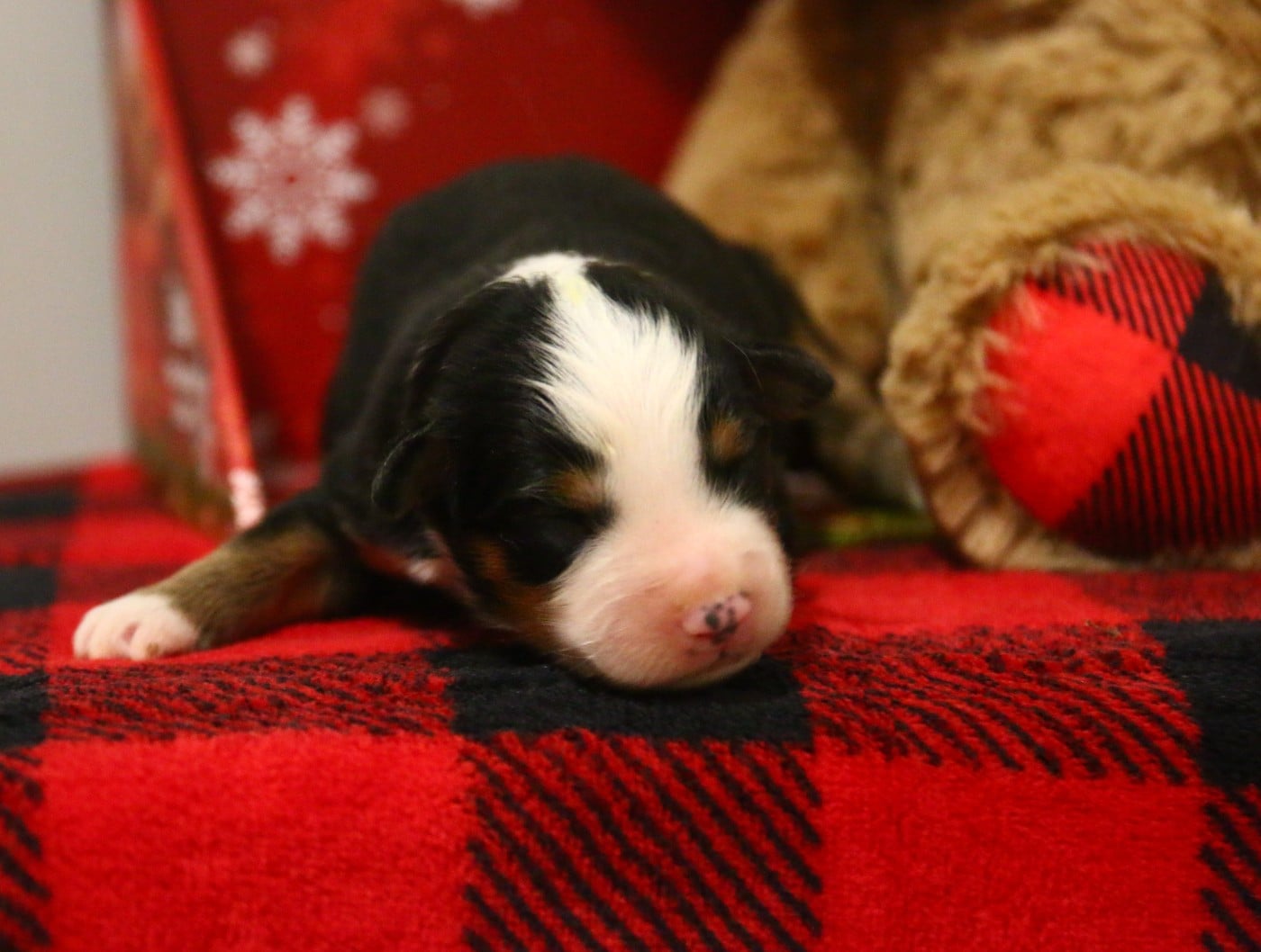 mâle noir tricolore