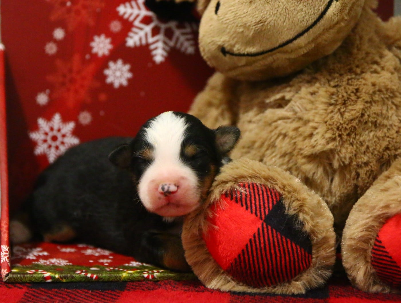 mâle noir tricolore