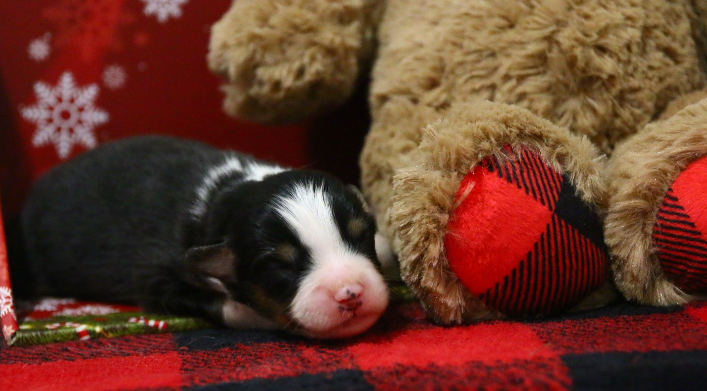 mâle noir tricolore
