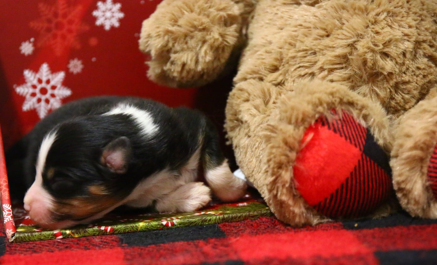 mâle noir tricolore