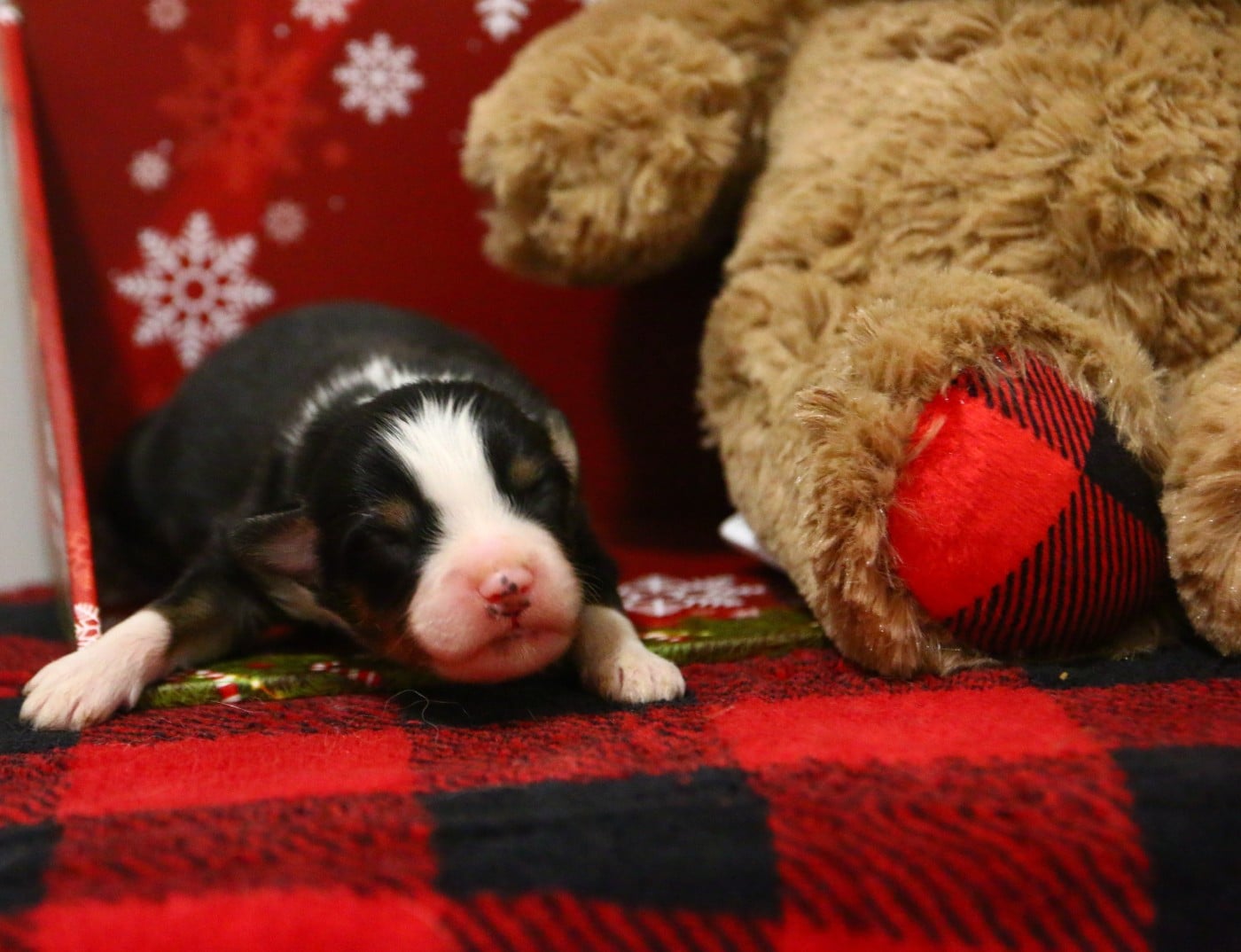 mâle noir tricolore
