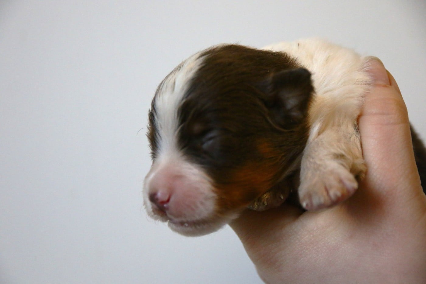 rouge tricolore - Berger Américain Miniature