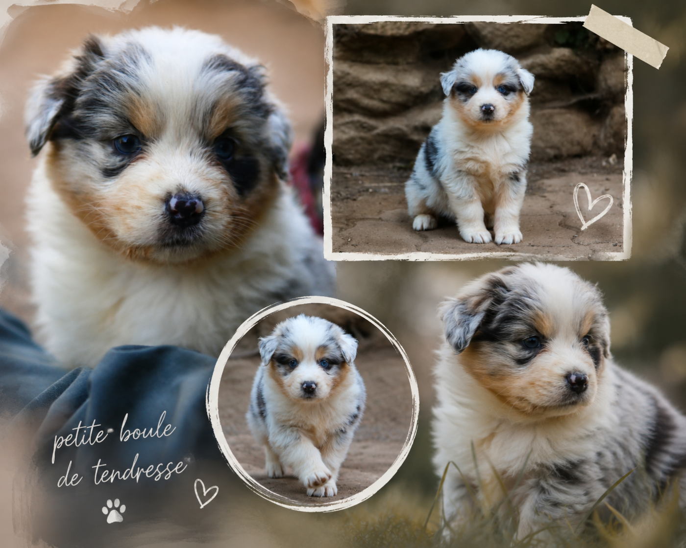 femelle bleu merle - Berger Australien