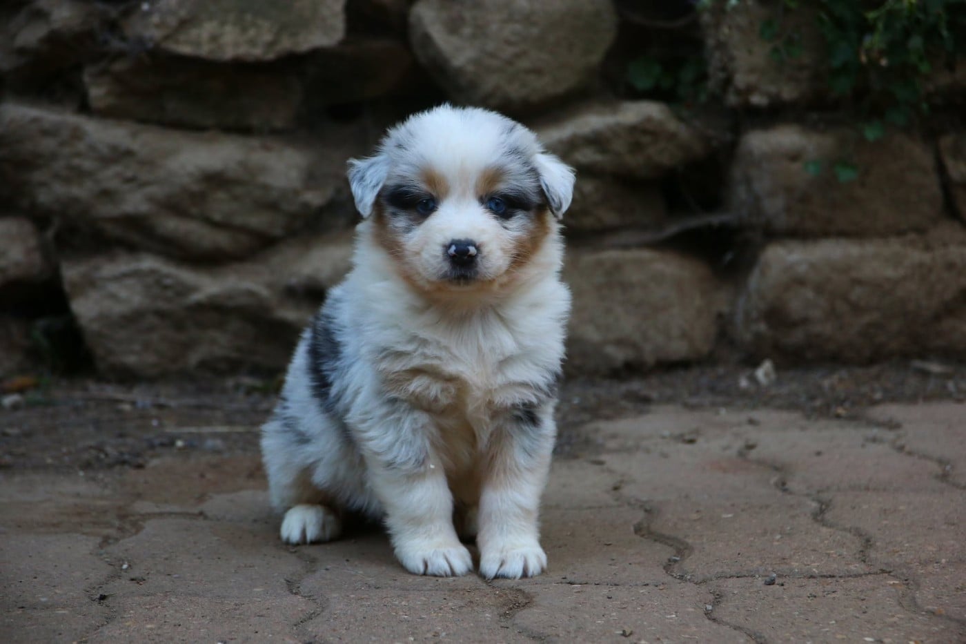 femelle bleu merle