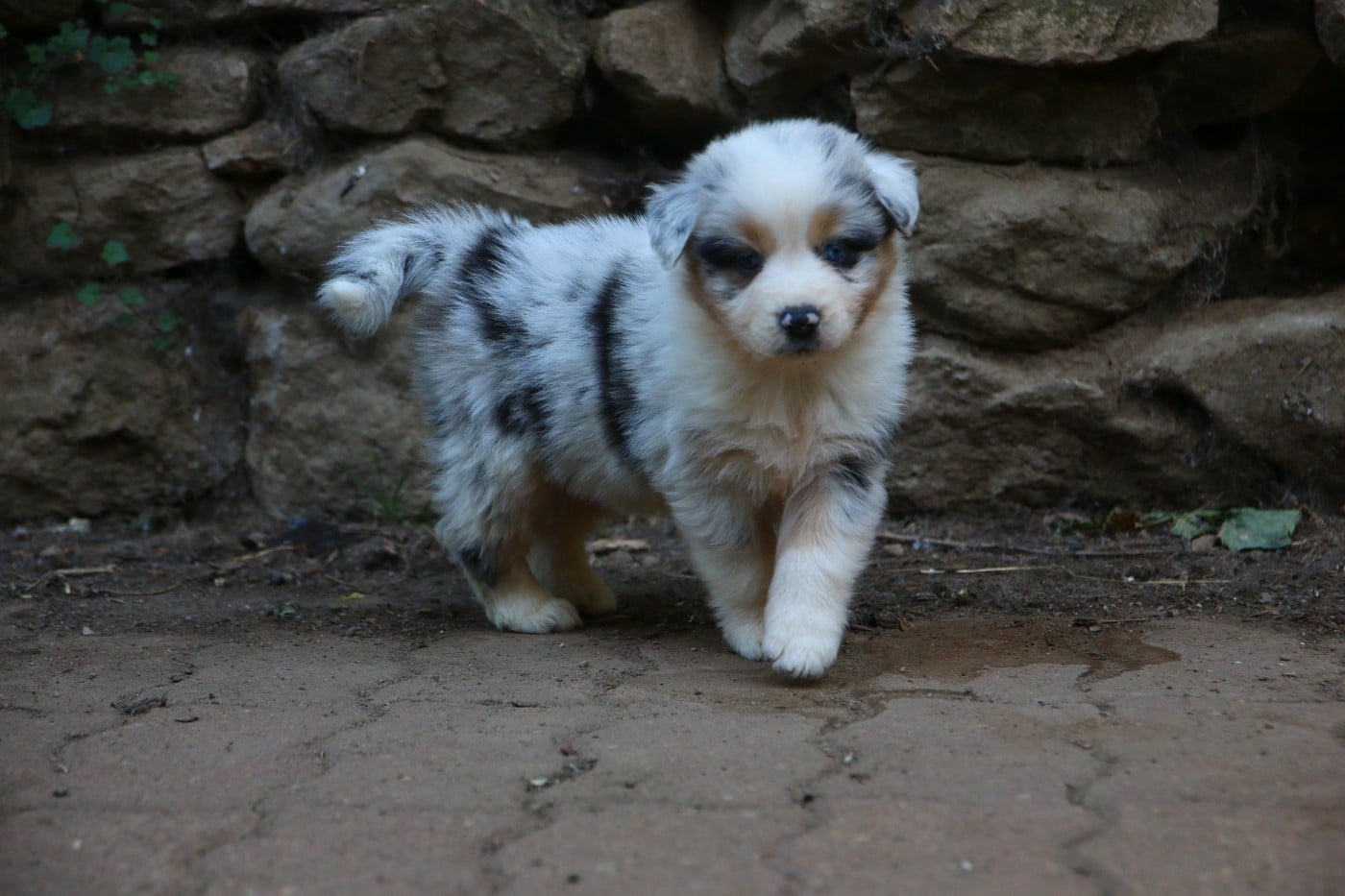 femelle bleu merle