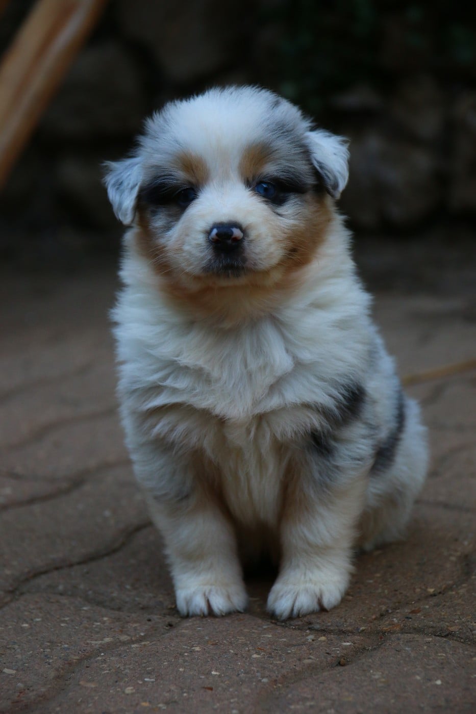femelle bleu merle