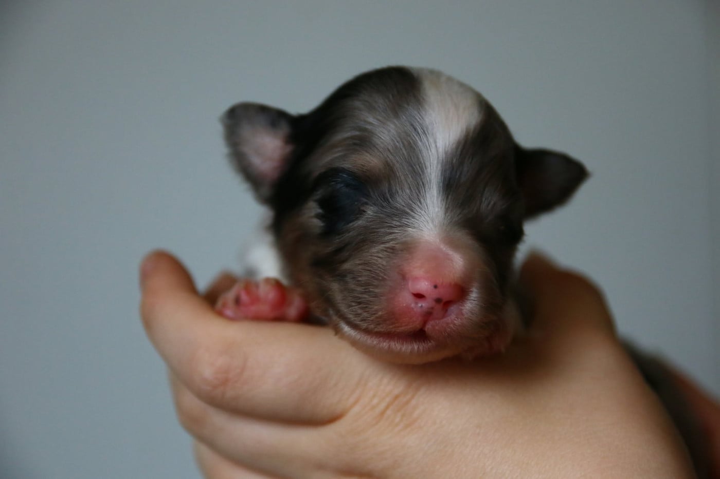 Chiot N°1 - Berger Australien