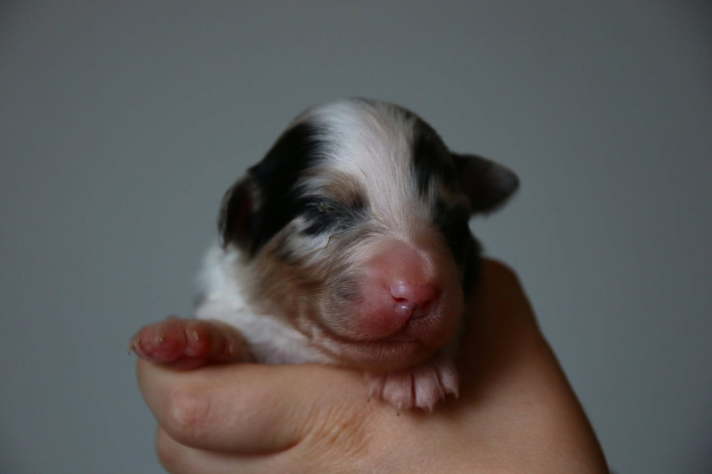 Chiot N°3 - Berger Australien