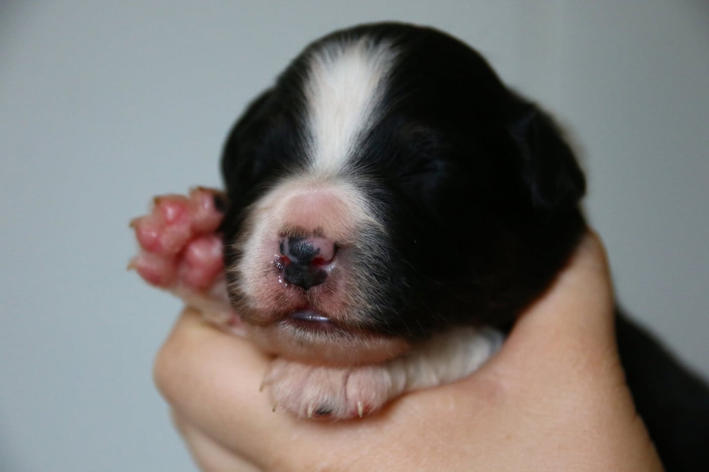 Chiot N°4 - Berger Australien