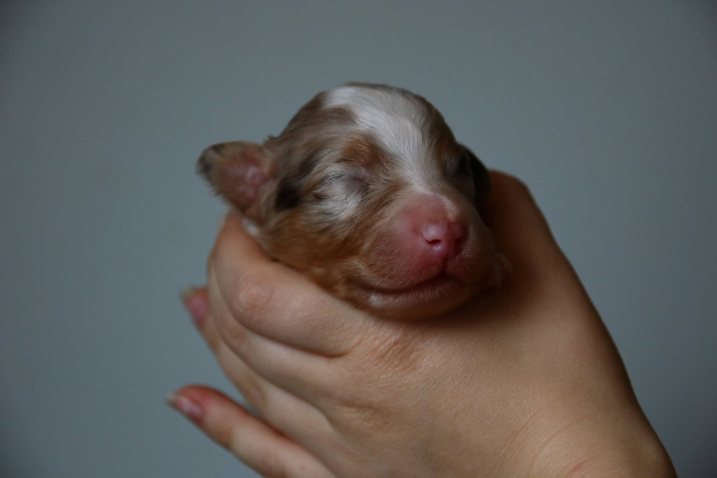 Chiot N°5 - Berger Australien