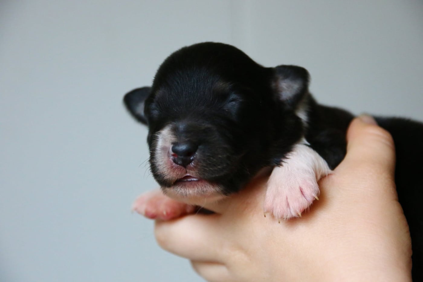 Chiot N°6 - Berger Australien