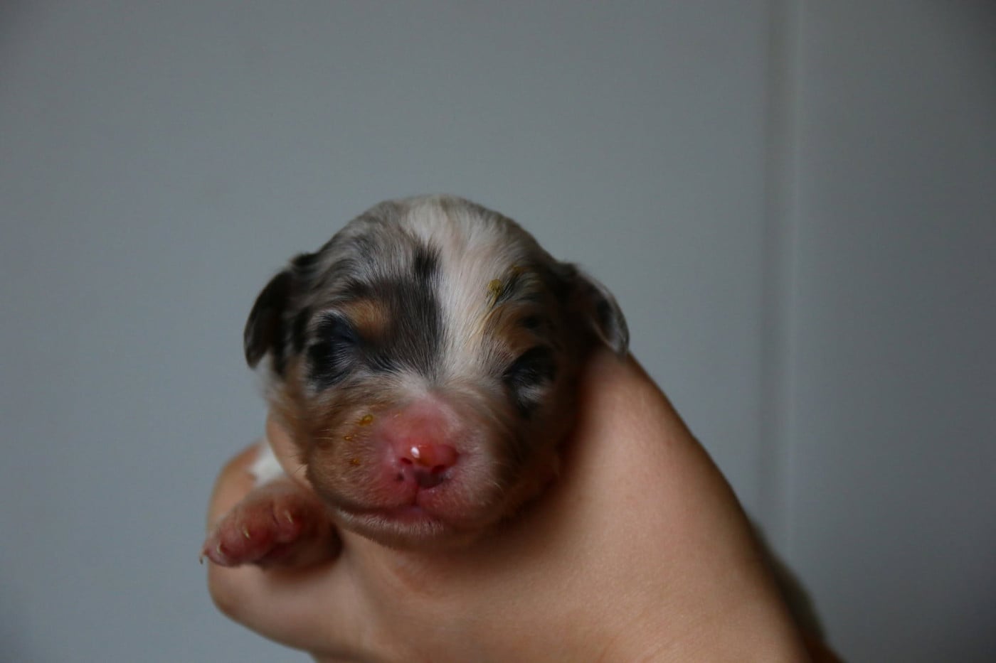 Chiot N°7 - Berger Australien