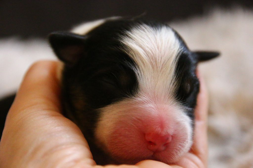 CHIOT 1 - Berger Australien