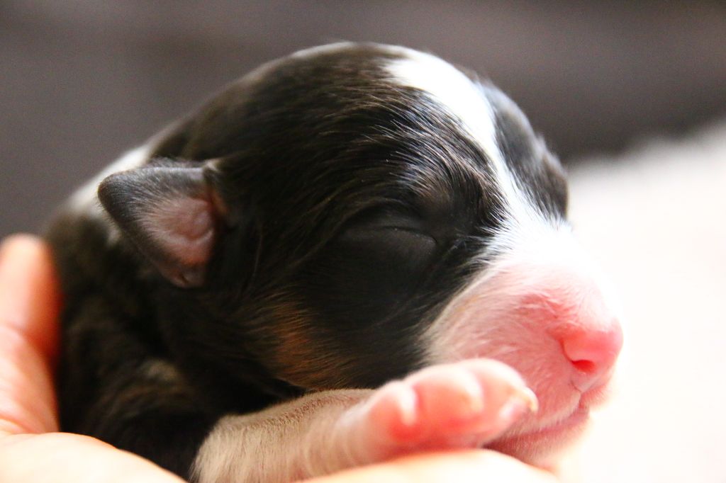 CHIOT 2 - Berger Australien
