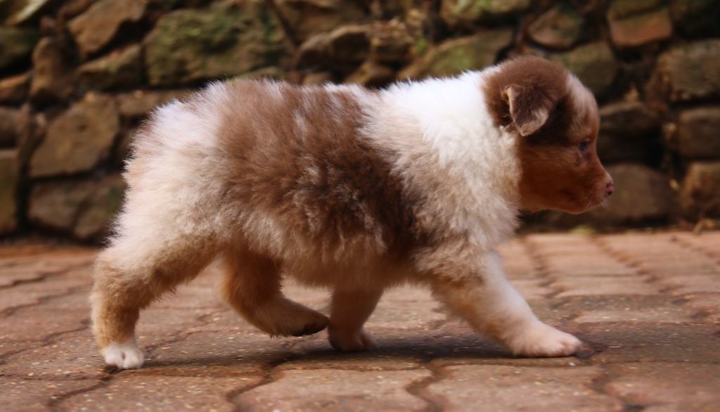 agence tous risques Looping