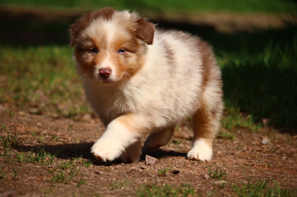 agence tous risques Looping