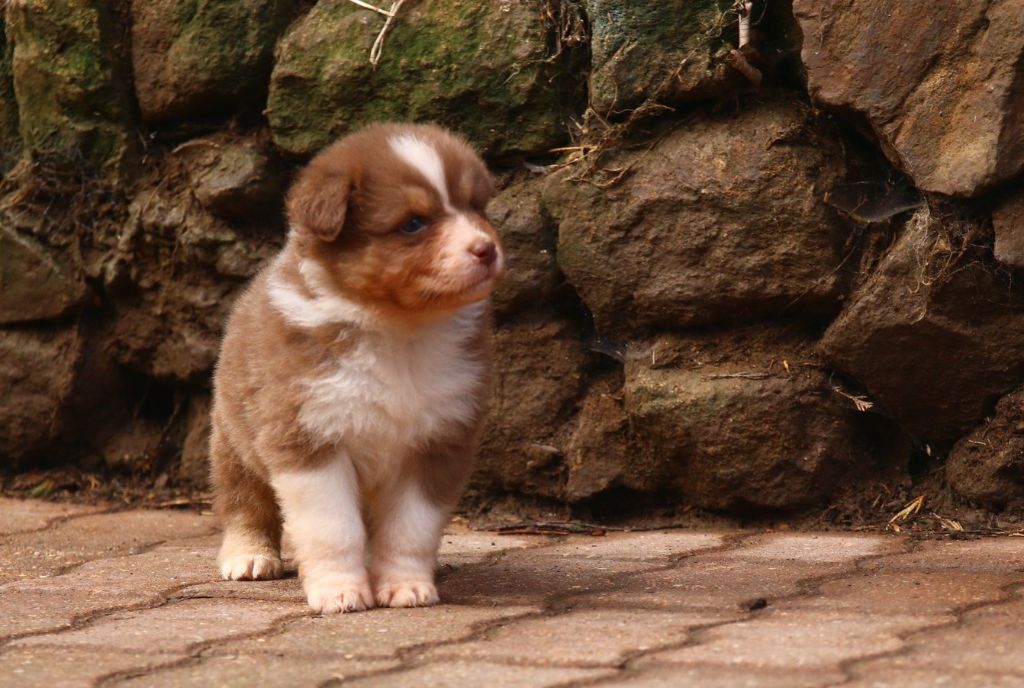 agence tous risques Hannibal