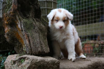 Les chiots de Berger Australien