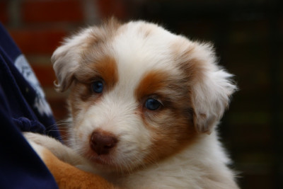 Les chiots de Berger Australien