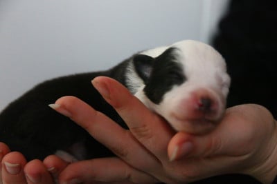 Les chiots de Berger Américain Miniature
