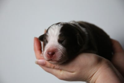 Les chiots de Berger Américain Miniature