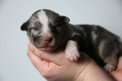 Les chiots de Berger Américain Miniature