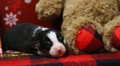 Les chiots de Berger Américain Miniature