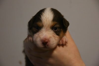 Les chiots de Berger Américain Miniature 