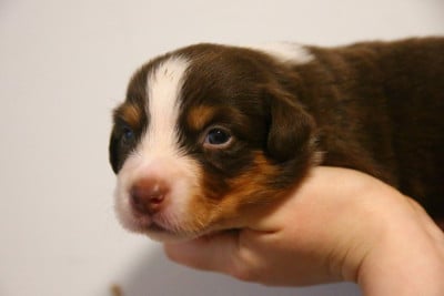 Les chiots de Berger Américain Miniature 