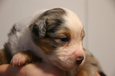 Les chiots de Berger Américain Miniature 