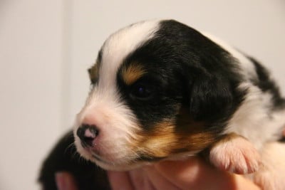 Les chiots de Berger Américain Miniature 