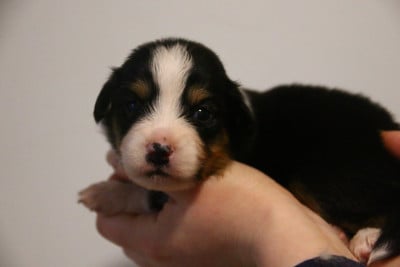 Les chiots de Berger Américain Miniature 
