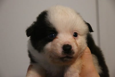 Les chiots de Berger Américain Miniature 