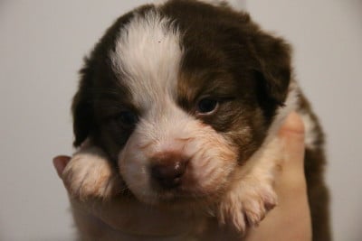 Les chiots de Berger Américain Miniature 