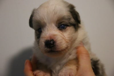 Les chiots de Berger Américain Miniature 