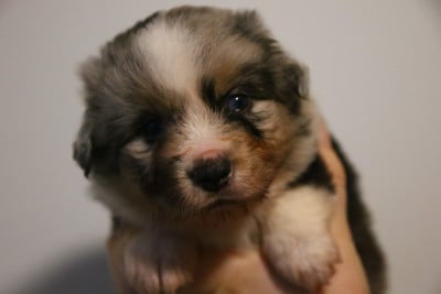 Les chiots de Berger Américain Miniature 