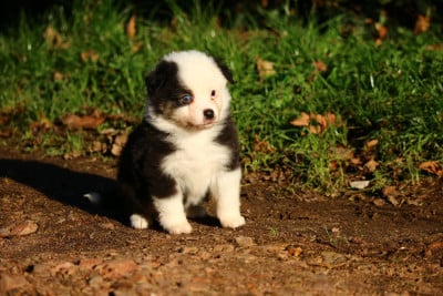 Les chiots de Berger Américain Miniature 