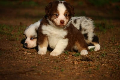 Les chiots de Berger Américain Miniature 
