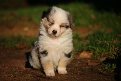 Les chiots de Berger Américain Miniature 