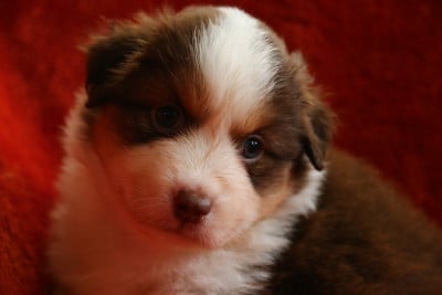 Les chiots de Berger Américain Miniature 
