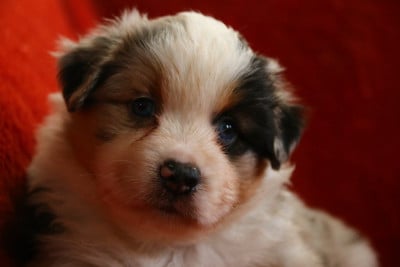 Les chiots de Berger Américain Miniature 