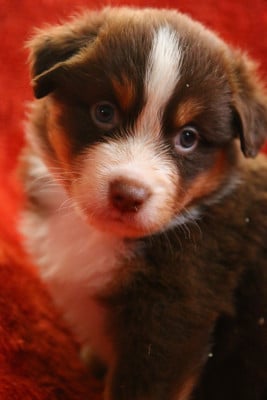 Les chiots de Berger Américain Miniature 