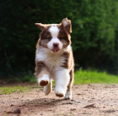 Les chiots de Berger Américain Miniature 