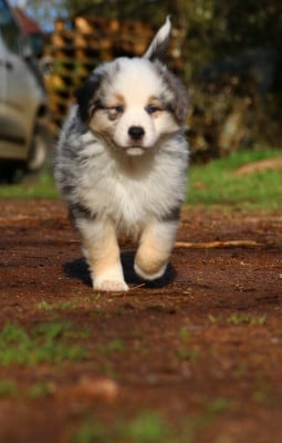 Les chiots de Berger Américain Miniature 