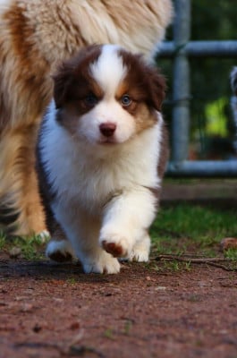 Les chiots de Berger Américain Miniature 