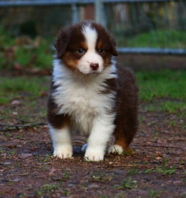 Les chiots de Berger Américain Miniature 